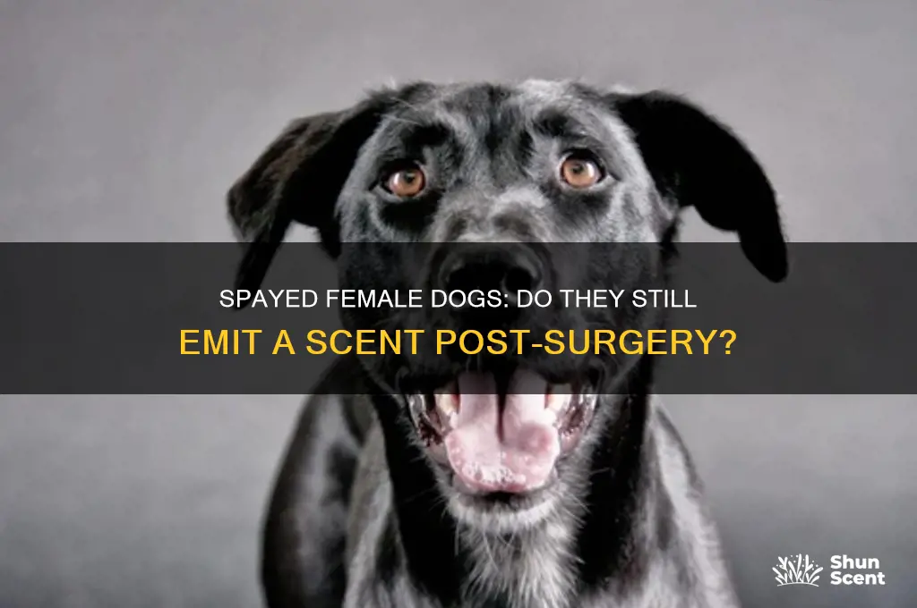 do female dogs give off a scent after being spayed