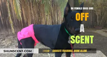 Do Female Dogs Emit a Scent? Uncovering Canine Pheromone Secrets