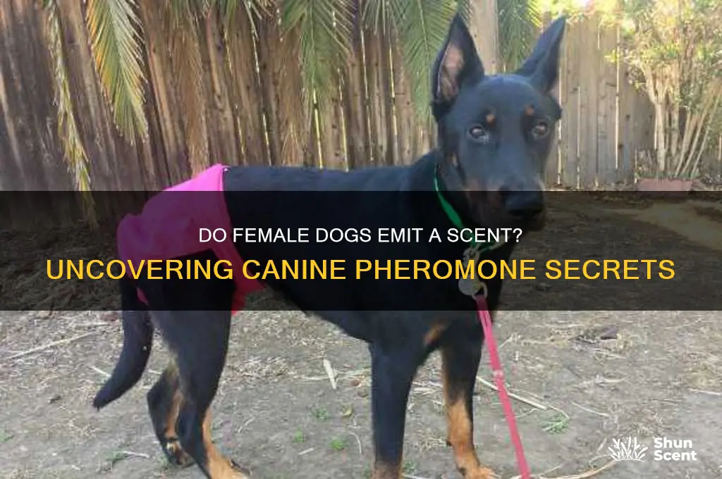 do female dogs give off a scent
