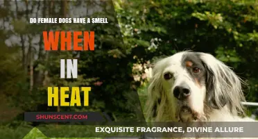 Understanding Canine Heat Cycles: Do Female Dogs Emit a Specific Scent?