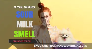 Understanding the Unique Scents of Female Dogs: A Guide