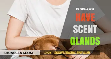 Do Female Dogs Have Scent Glands? Uncovering Canine Secrets