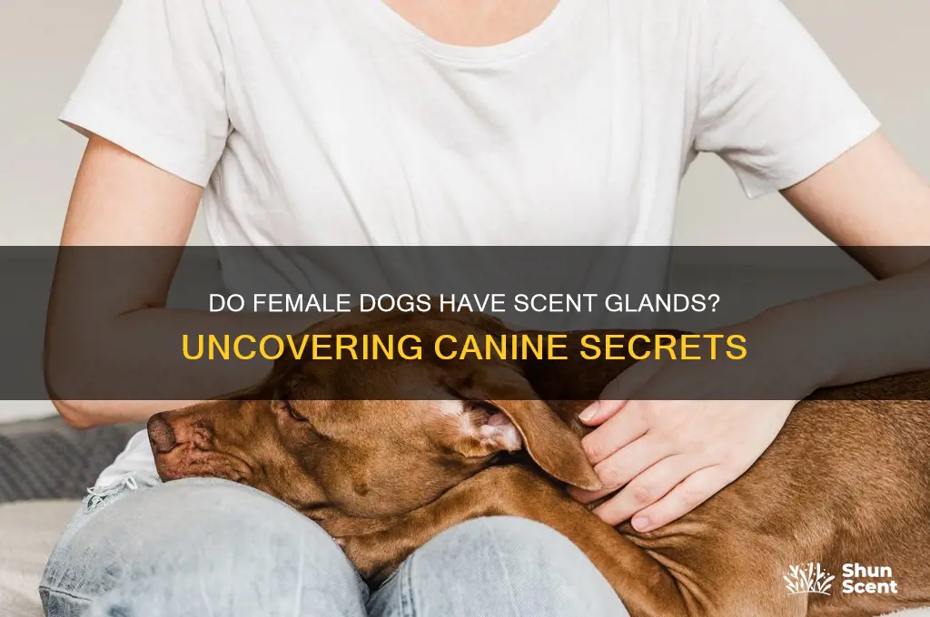 do female dogs have scent glands