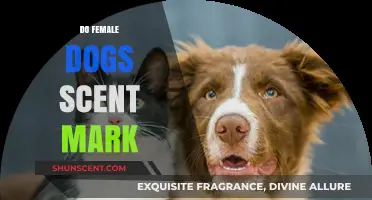 Do Female Dogs Scent Mark? Understanding Canine Marking Behaviors