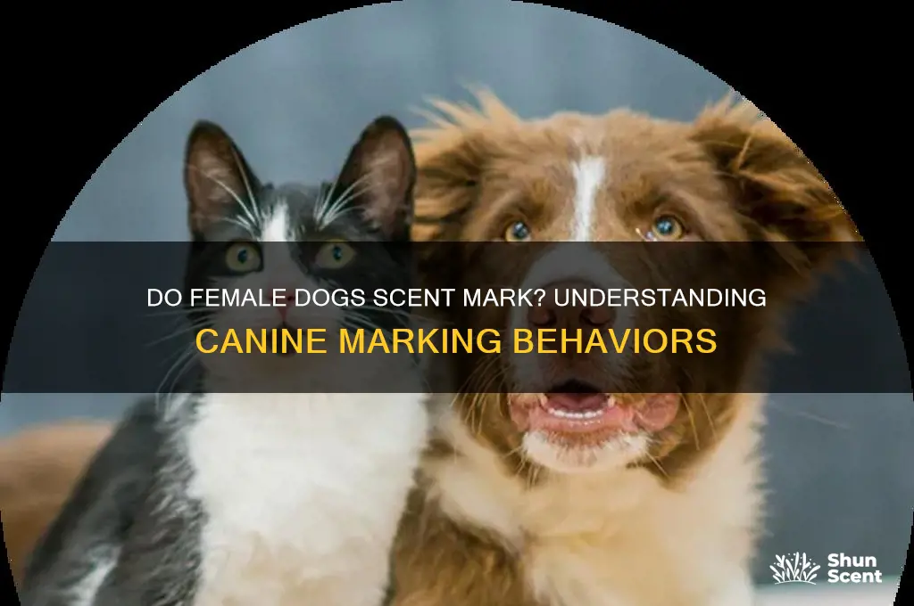 do female dogs scent mark