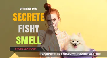 Unveiling the Truth: Do Female Dogs Really Emit a Fishy Odor?