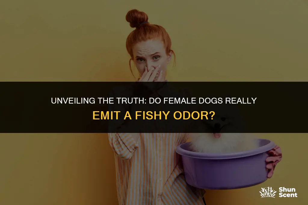 do female dogs secrete fishy smell