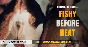 Understanding Canine Behavior: Do Female Dogs Smell Fishy Before Heat?
