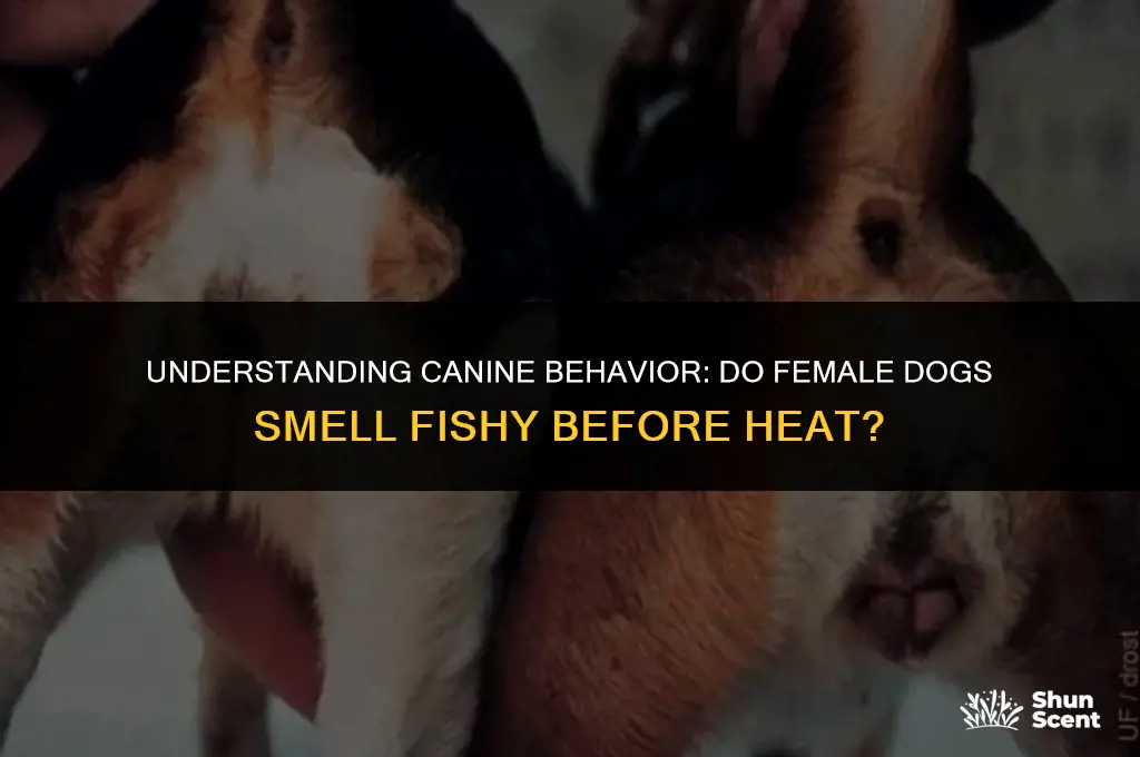 do female dogs smell fishy before heat