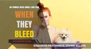 Understanding Canine Health: The Truth About Female Dogs and Fishy Odors