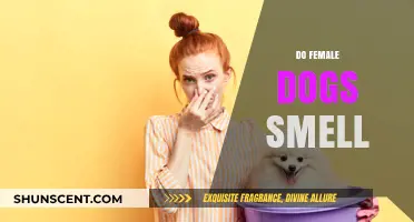 Do Female Dogs Smell? Understanding Canine Olfactory Abilities