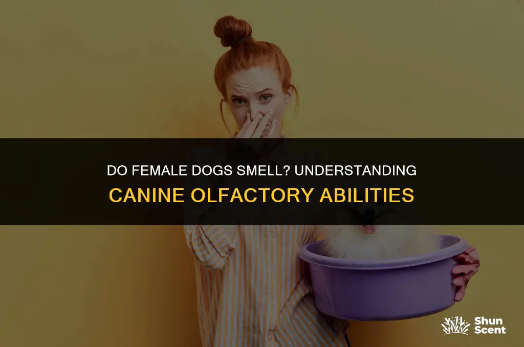 do female dogs smell