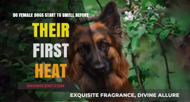 Understanding Canine Behavior: Do Female Dogs Emit Scents Pre-Heat?
