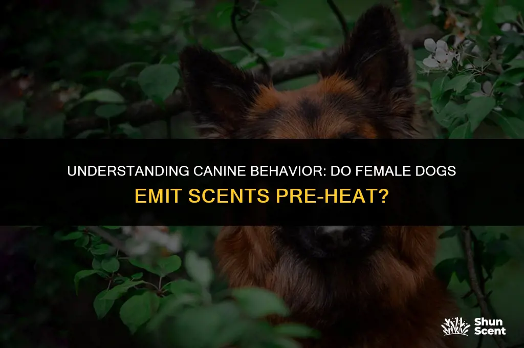 do female dogs start to smell before their first heat