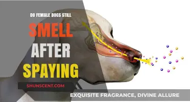 Understanding Canine Olfactory Abilities Post-Spaying: A Scientific Insight