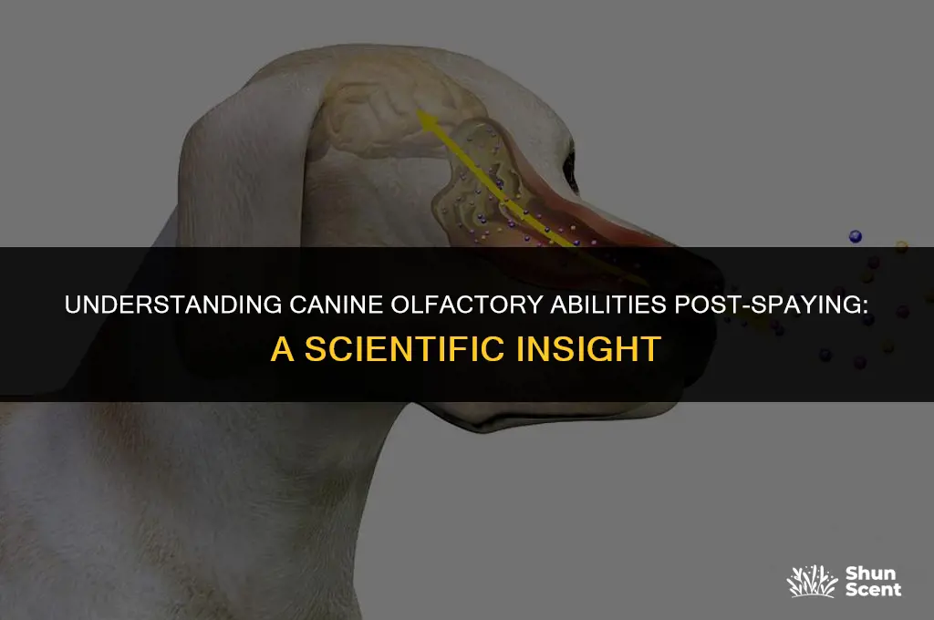 do female dogs still smell after spaying