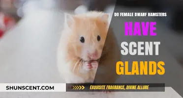 Do Female Dwarf Hamsters Have Scent Glands? Uncovering the Truth
