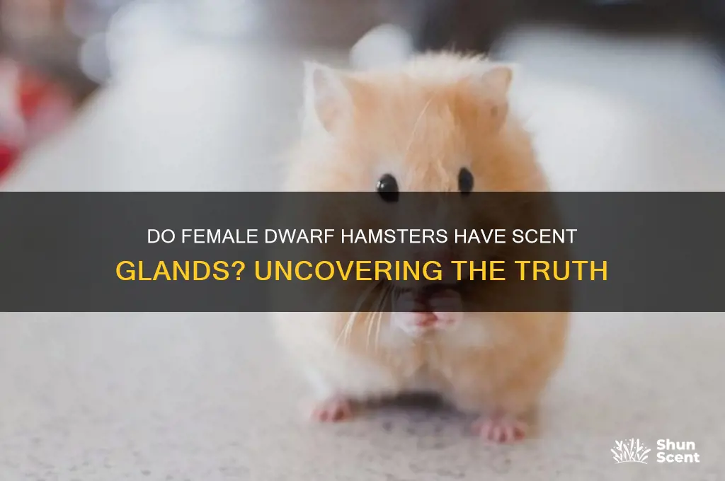 do female dwarf hamsters have scent glands