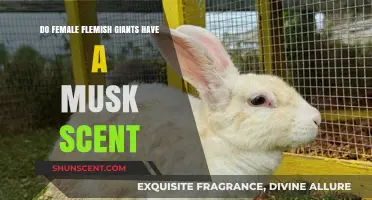 Do Female Flemish Giants Emit a Musk Scent? Uncovering the Truth