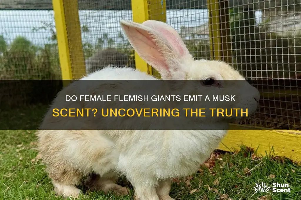 do female flemish giants have a musk scent