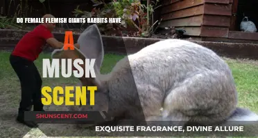 Female Flemish Giants: Unveiling the Truth About Their Musk Scent