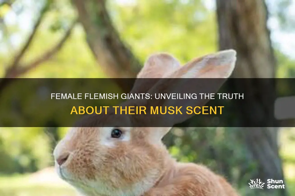 do female flemish giants rabbits have a musk scent