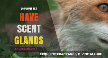Do Female Foxes Have Scent Glands? Uncovering the Truth