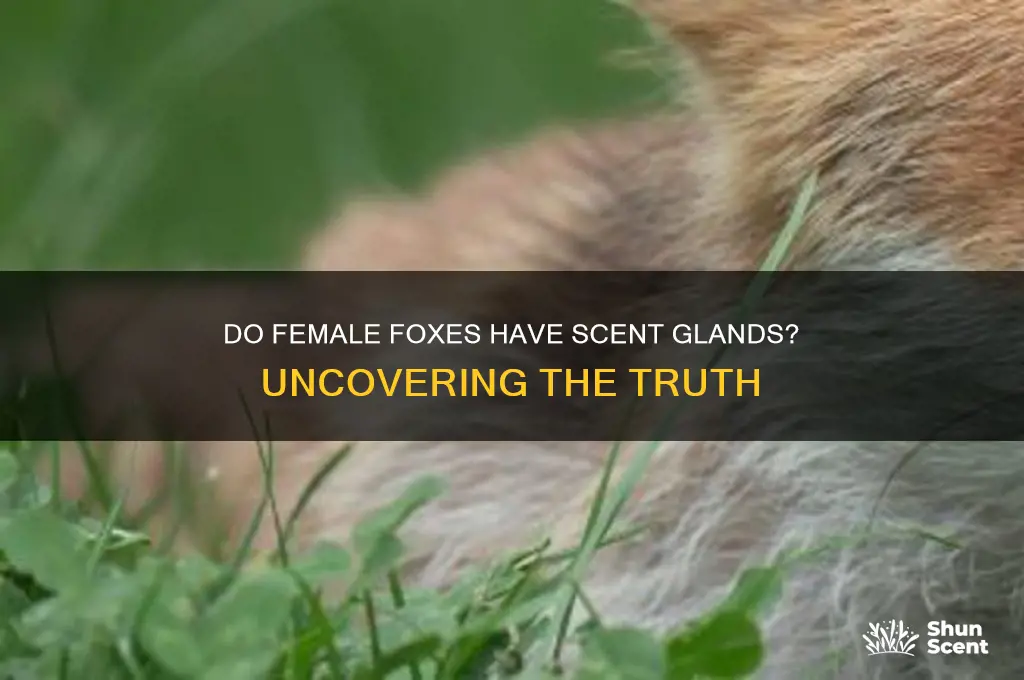 do female fox have scent glands