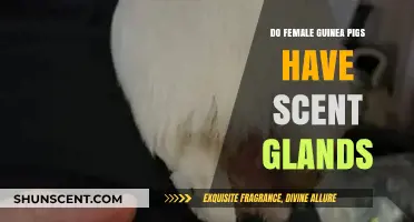 Do Female Guinea Pigs Have Scent Glands? Uncovering the Truth