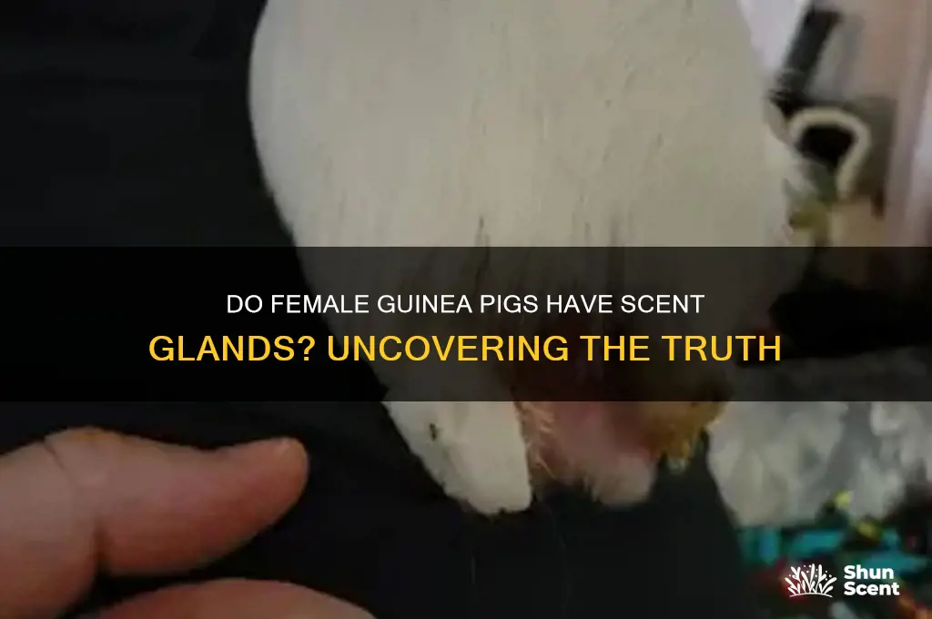 do female guinea pigs have scent glands