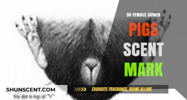 Do Female Guinea Pigs Scent Mark? Uncovering Their Marking Behavior