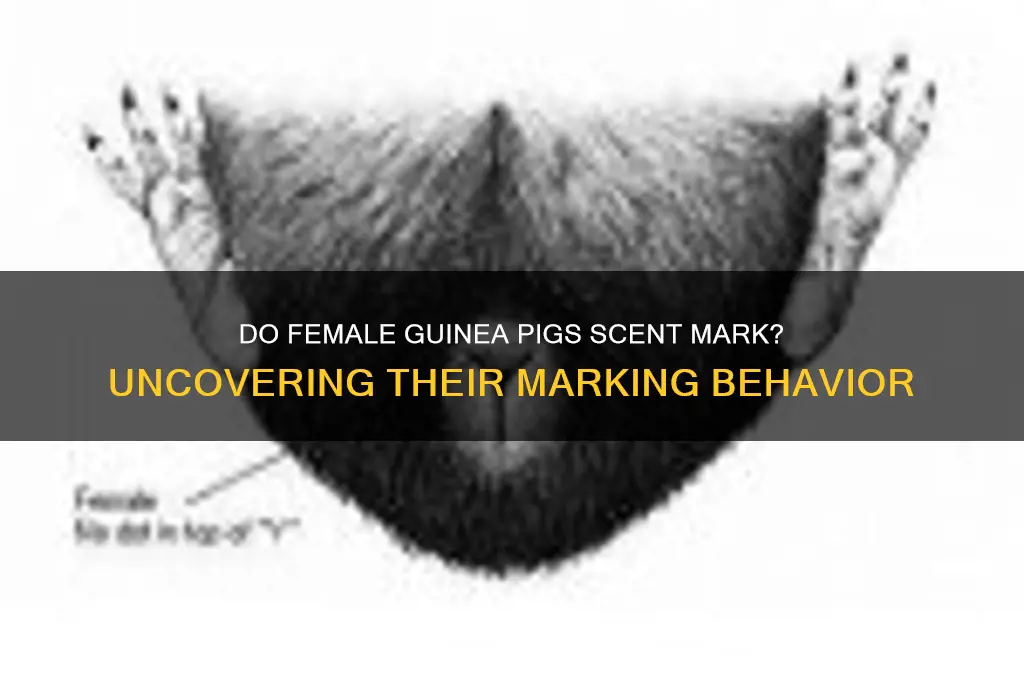 do female guinea pigs scent mark