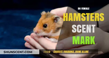 Do Female Hamsters Scent Mark? Understanding Their Territorial Behavior