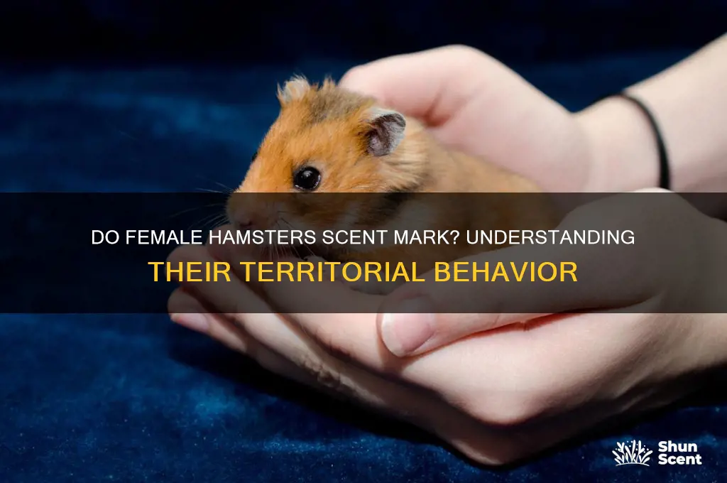 do female hamsters scent mark