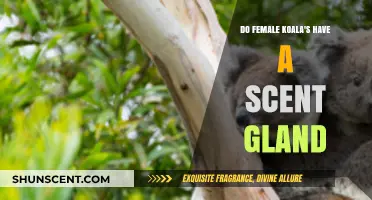 Unveiling the Mystery: Female Koalas and Their Scent Gland Secrets