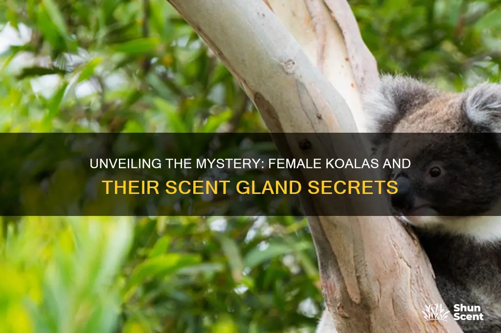 do female koala