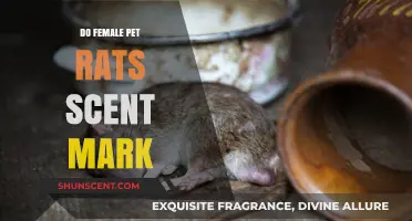 Do Female Pet Rats Scent Mark? Uncovering Their Marking Behavior