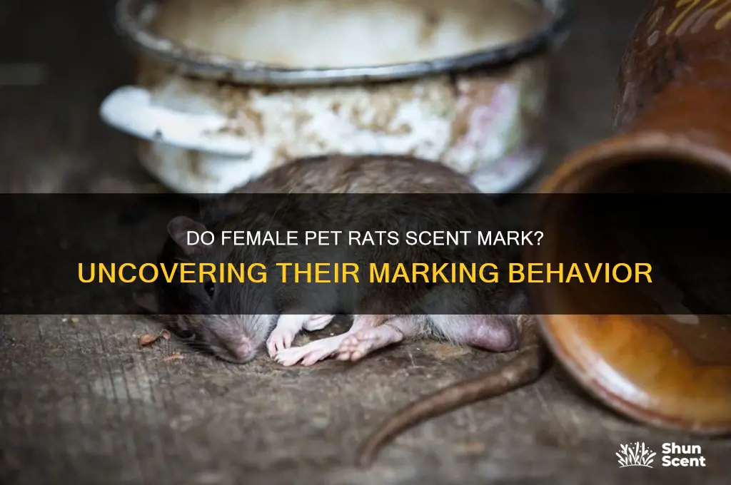 do female pet rats scent mark