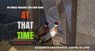 Do Female Pheasants Lose Their Scent During Breeding Season?