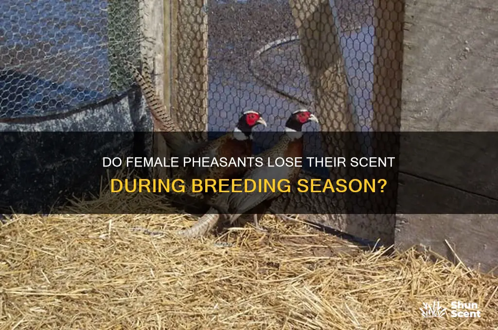 do female pheasant lose their scent at that time