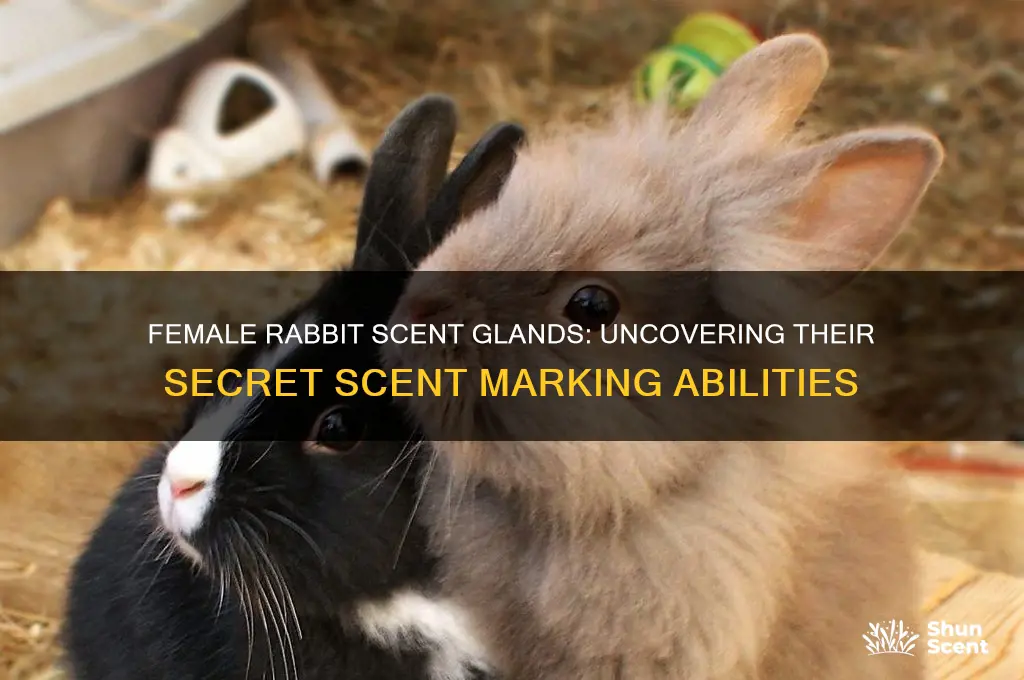 do female rabbits have scent glands