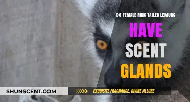 Female Ring-Tailed Lemurs: Exploring Their Unique Scent Gland Secrets