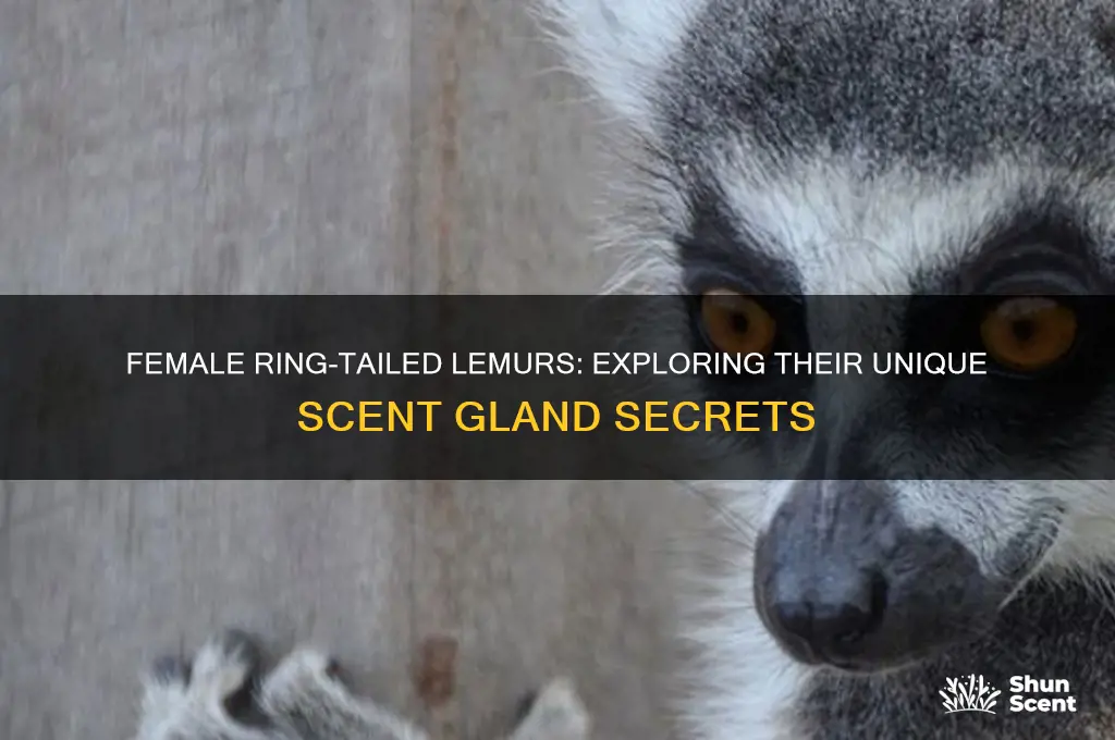 do female ring tailed lemurs have scent glands
