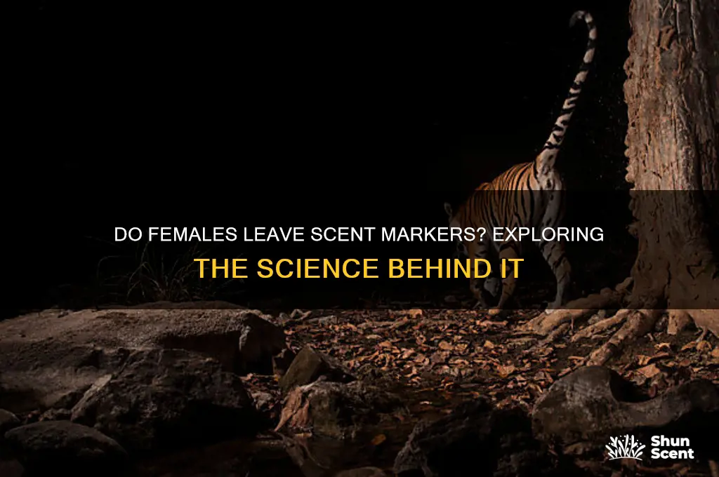 do females leave scent