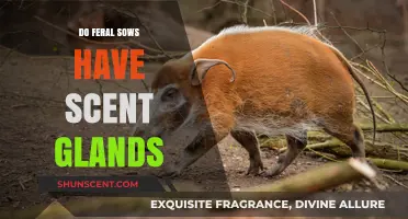 Exploring Feral Sow Scent Glands: Do They Exist and Function?