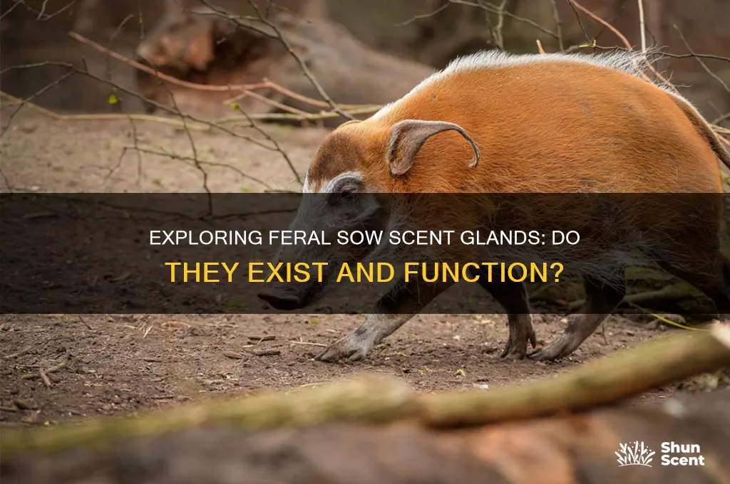 do feral sows have scent glands