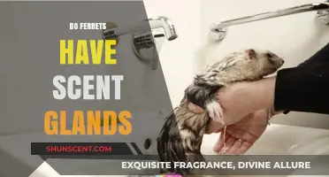 Do Ferrets Have Scent Glands? Uncovering Their Unique Odor Secrets