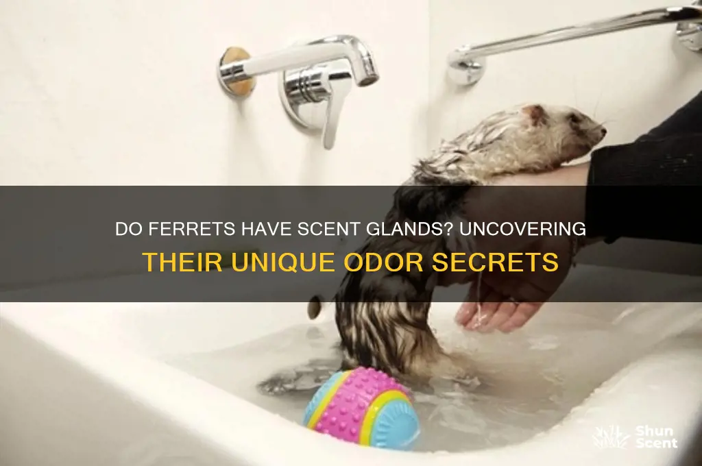 do ferrets have scent glands