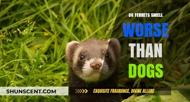 The Great Debate: Do Ferrets Really Smell Worse Than Dogs?