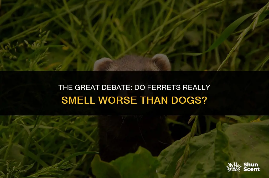 do ferrets smell worse than dogs